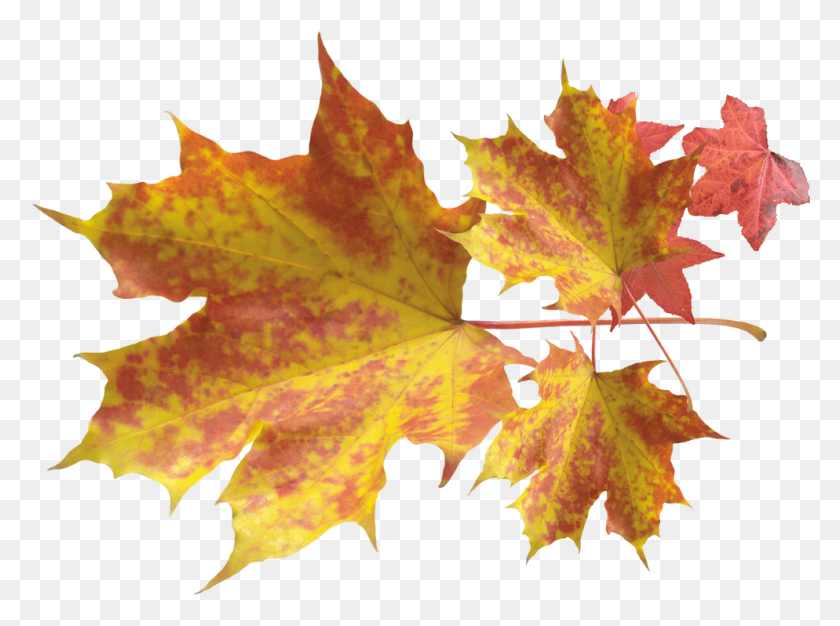 994x722 Boise Greenbelt Maple Leaves, Leaf, Plant, Tree HD PNG Download