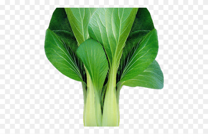 487x481 Bok Choy Clipart Vegtable Native Pechay, Plant, Leaf, Vegetable HD PNG Download
