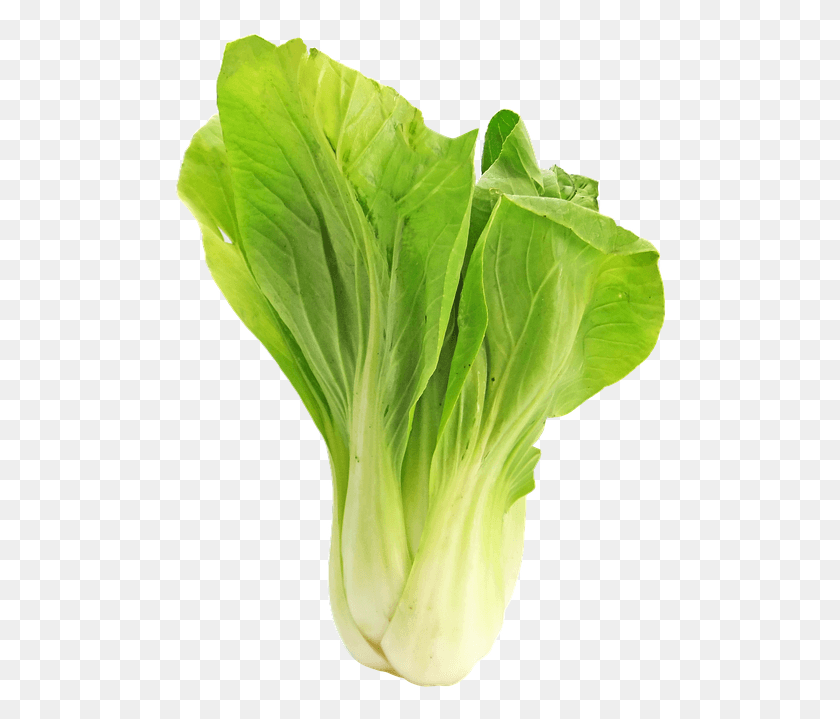 496x659 Bokchoy Bok Choy Cabbage Vegetable Japanese Food Hoja De Lechuga, Plant, Leaf, Lettuce HD PNG Download