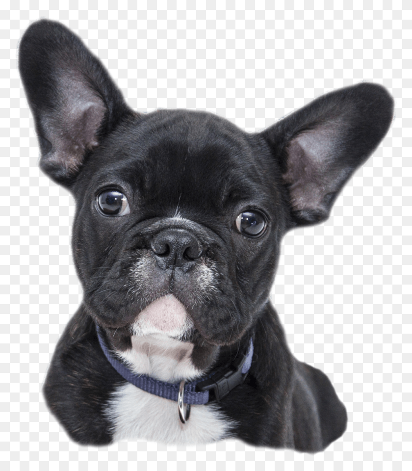 993x1147 Boldog Szletsnapot Francia Bulldog, Dog, Pet, Canine HD PNG Download