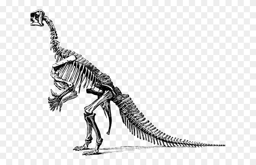 640x480 Png Кости, Скелет, Животное, Рептилия, Трицератопс, Кости Динозавра