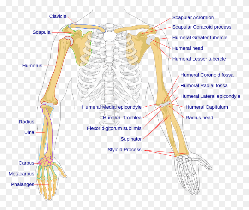 1190x994 Bones In The Arm, Skeleton, Person, Human HD PNG Download