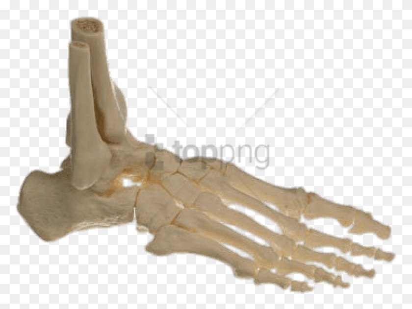 824x604 Bones Of The Foot Images Background Skeleton Foot, Animal, Sea Life, Hand HD PNG Download