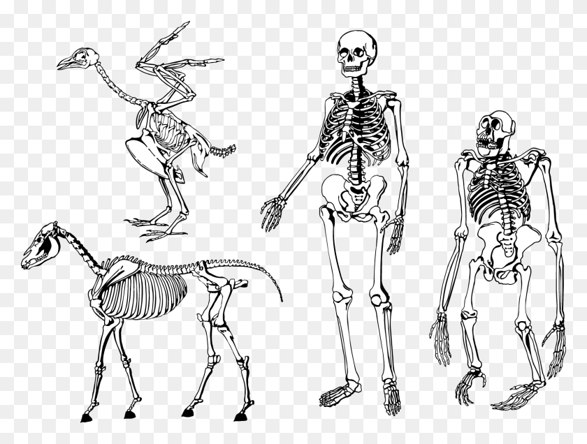 1586x1172 Bones Skeleton Vector Human And Dog Skeleton, Person, Antelope, Wildlife HD PNG Download
