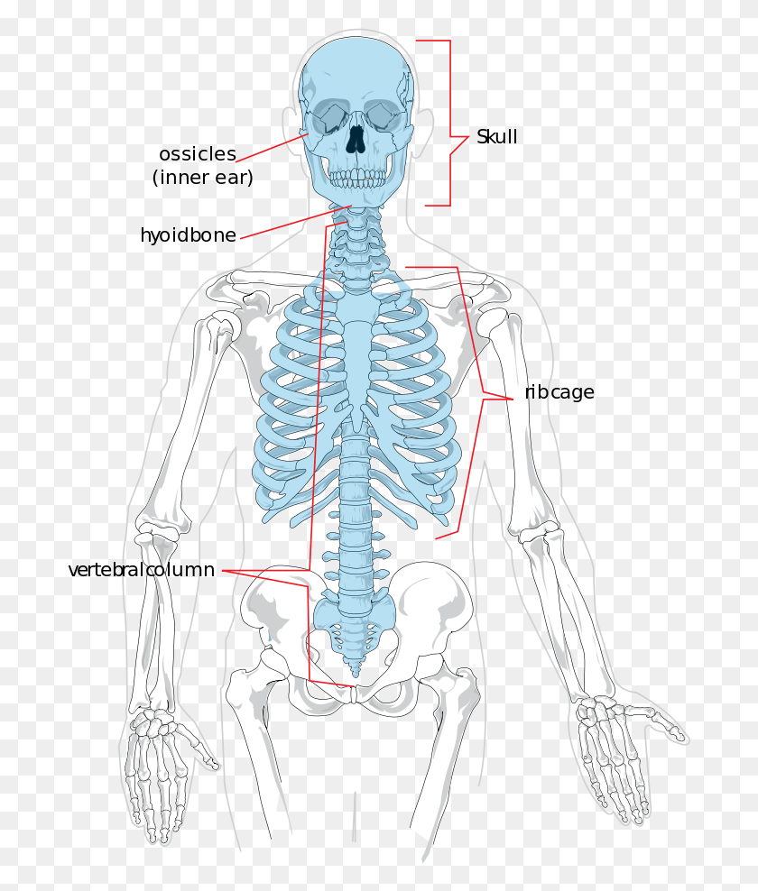 691x928 Bones That Make Up The Axial Skeleton Axial Skeleton And Appendicular Skeleton, Person, Human HD PNG Download
