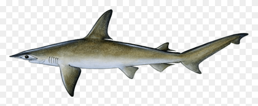 940x346 Bonnethead Sharks Bonnethead Shark, Sea Life, Fish, Animal HD PNG Download