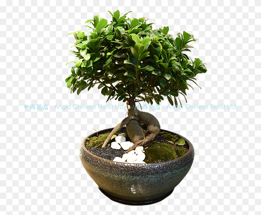 691x632 Bonsai, Potted Plant, Plant, Vase HD PNG Download