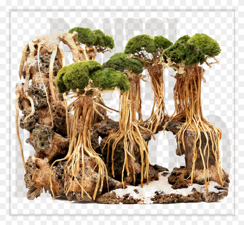 961x882 Bonsai Driftwood Root, Plant, Fungus, Giraffe HD PNG Download