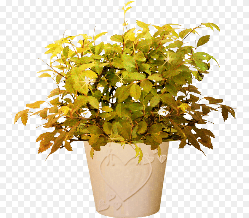 Bonsai Tree, Plant, Leaf, Potted Plant, Pottery Transparent PNG