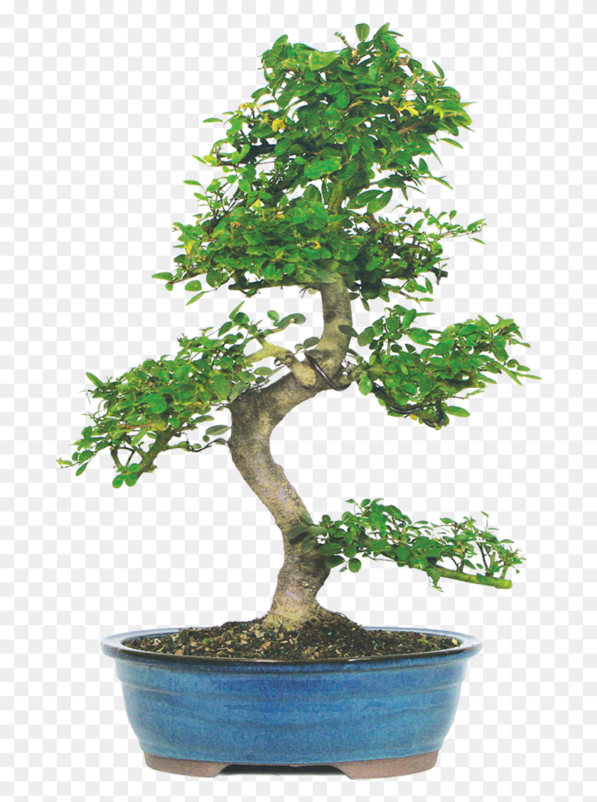 688x1069 Bonsai Tree Chinese Elm, Potted Plant, Plant, Vase HD PNG Download
