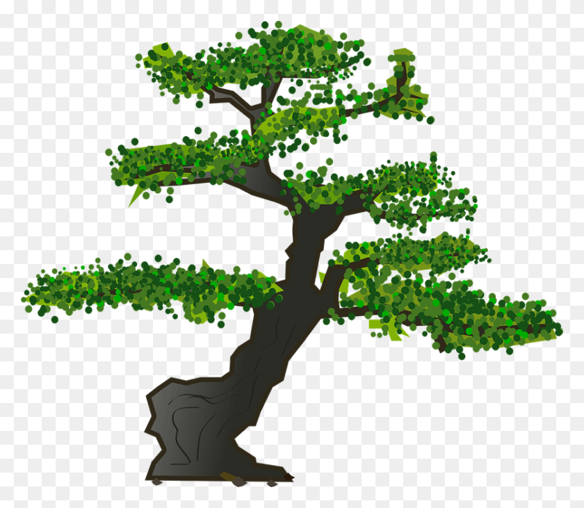 836x720 Bonsai Tree Leaves Plant Nature Karate Kid Bonsai Tree Logo, Oak, Tree Trunk, Sycamore HD PNG Download