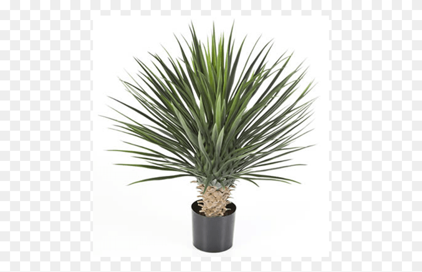 471x481 Bonsai Tree Yucca Rostrata Artificiel, Plant, Agavaceae HD PNG Download