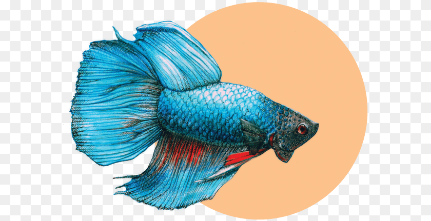 Bony Fish, Animal, Sea Life Sticker PNG