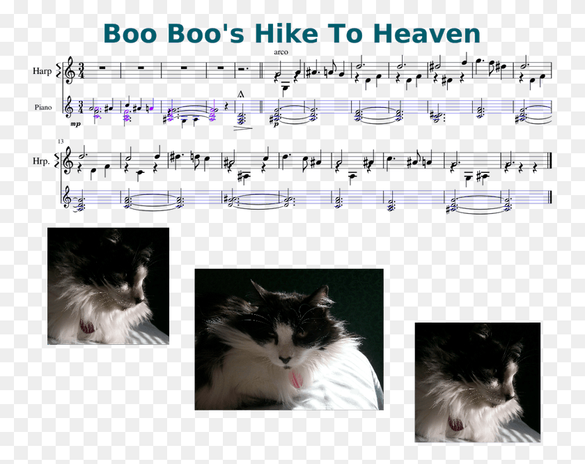 751x606 Boo Boo S Hike To Heaven 10 16 Британская Длинношерстная Кошка, Домашнее Животное, Млекопитающее Hd Png Скачать