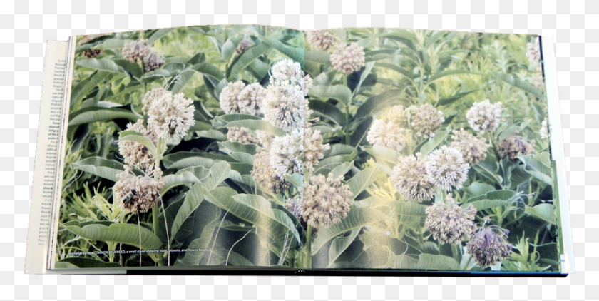 818x380 Книга, Растение, Цветок, Цветение Hd Png Скачать