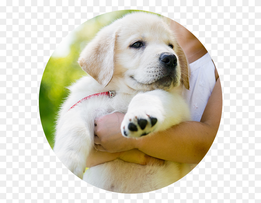 592x592 Descargar Png Libro Una Sesión De Adiestramiento De Perro, Niña Con Un Cachorro, Golden Retriever, Mascota, Canino Hd Png