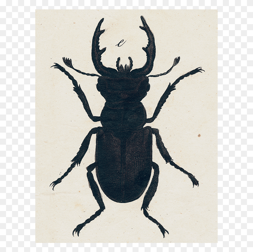 607x776 Book Silhouette, Animal, Insect, Invertebrate HD PNG Download