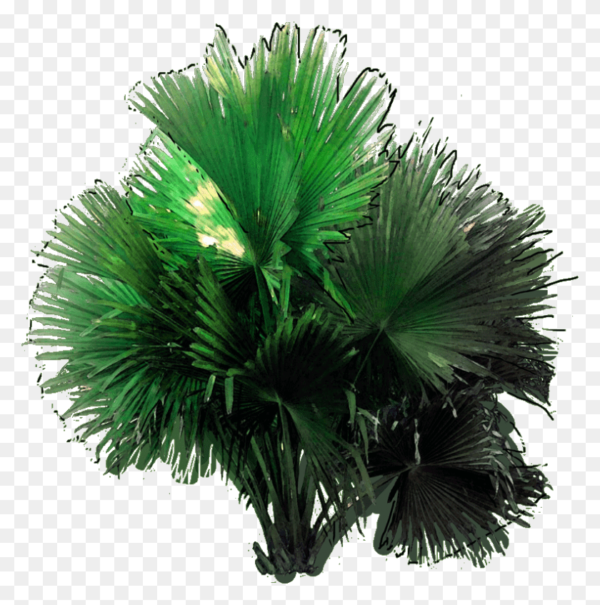 792x800 Borassus Flabellifer, Зеленый, Куст, Растительность Hd Png Скачать