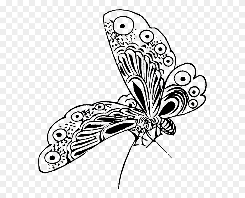 581x617 Рисунок Бабочки Borboleta Monarca Desenho Em Preto E Branco, Беспозвоночное Животное, Насекомое Hd Png Скачать