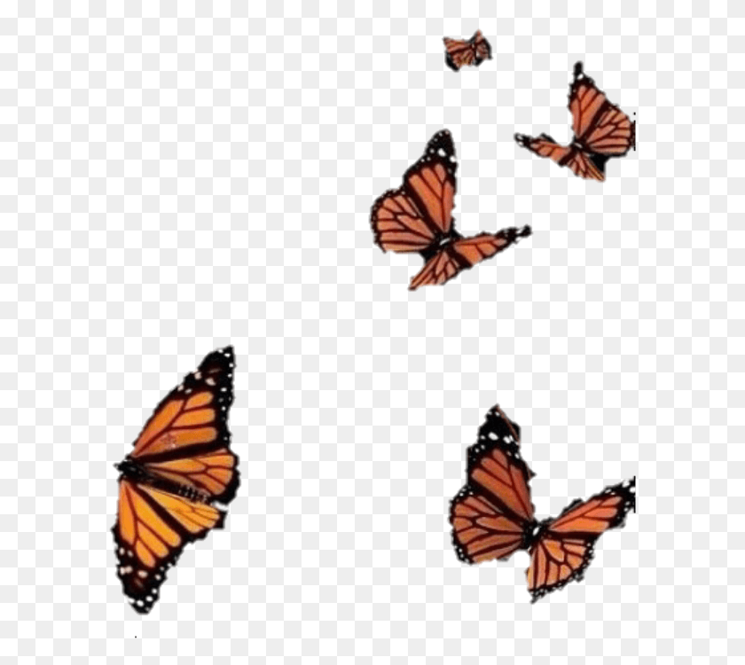 595x690 Borboletas Sticker Butterfly Effect Photo Editing, Monarch, Insect, Invertebrate HD PNG Download