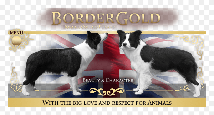 1280x647 Border Collie, Dog, Pet, Canine HD PNG Download