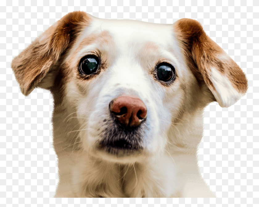 1310x1025 Border Collie Puppy Pet Sitting Dog Face, Dog, Canine, Animal HD PNG Download