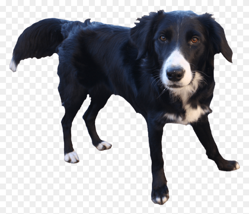 890x757 Border Collie Transparent Background Clip Art Free Border Collie Transparent Background, Dog, Pet, Canine HD PNG Download