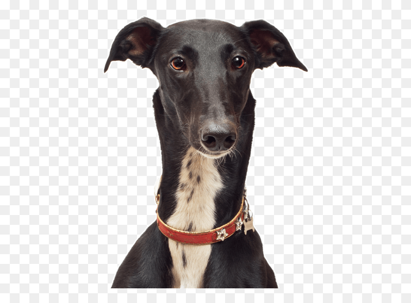 424x560 Border Collie Whippet Mix Greyhound Dog, Pet, Canine, Animal HD PNG Download
