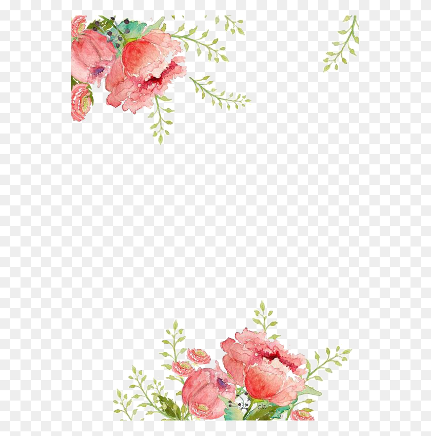 564x789 Border Flower Transparent Flower Border, Plant, Blossom, Carnation HD PNG Download