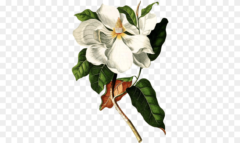 Boris Vian L Ecume Des Jours, Flower, Leaf, Plant, Art PNG