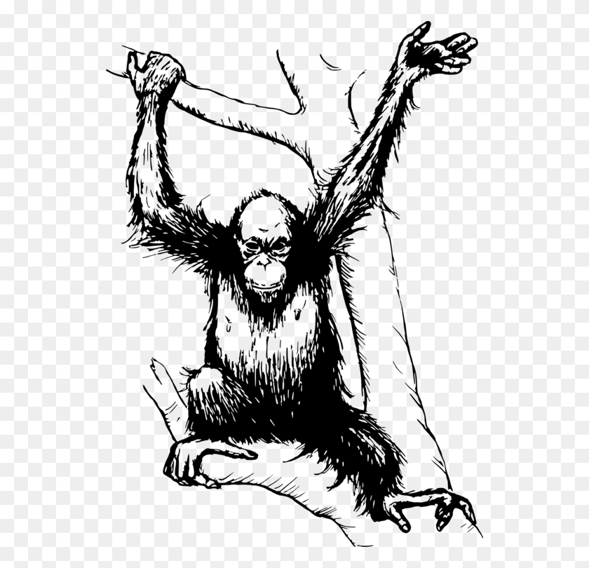 538x750 Bornean Orangutan The Orangutan Drawing Computer Icons Orangutan Clipart Black And White, Gray, World Of Warcraft HD PNG Download