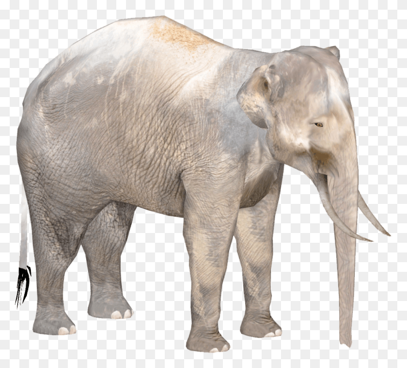 970x869 Карликовый Слон Борнео Кристина Карликовый Слон Борнео, Дикая Природа, Млекопитающее, Животное Hd Png Скачать