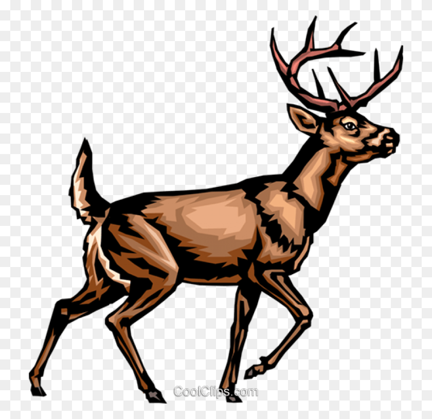 728x756 Borrelia Burgdorferi Lyme Disease Life Cycle, Elk, Deer, Wildlife HD PNG Download