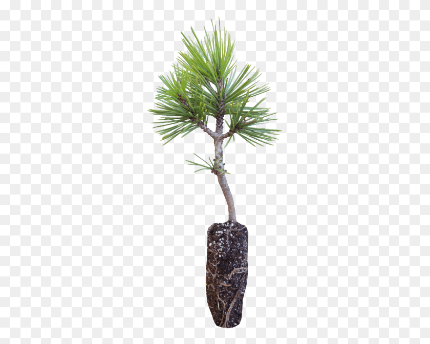 267x612 Bosnian Pine Pond Pine, Tree, Plant, Conifer HD PNG Download