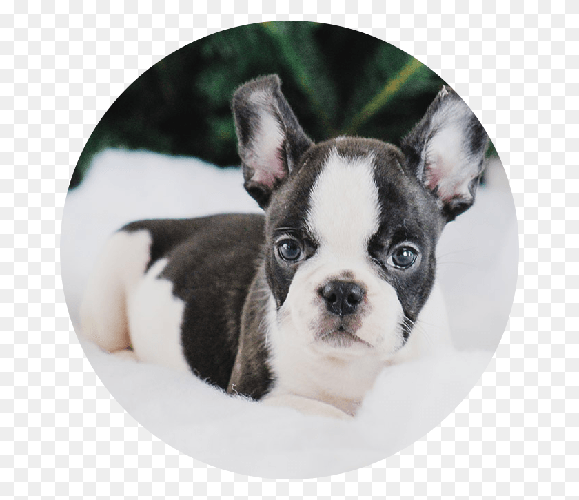 666x666 Boston Terrier, Dog, Pet, Canine HD PNG Download