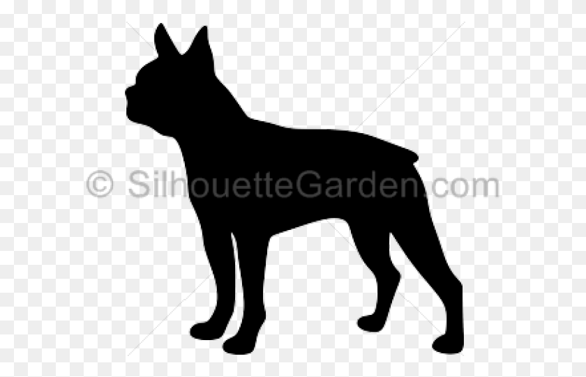 595x481 Boston Terrier Clipart Silhouette, Mammal, Animal, Pet HD PNG Download