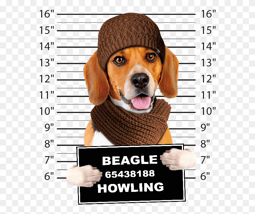 583x646 Boston Terrier Mug Shot Beagle, Clothing, Apparel, Hound HD PNG Download