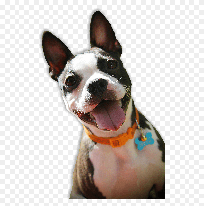 522x791 Boston Terrier Rescue, Dog, Pet, Canine HD PNG Download