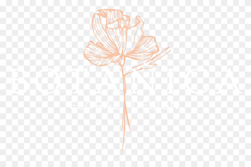 976x626 Botanica Illustration, Plant, Flower, Blossom HD PNG Download