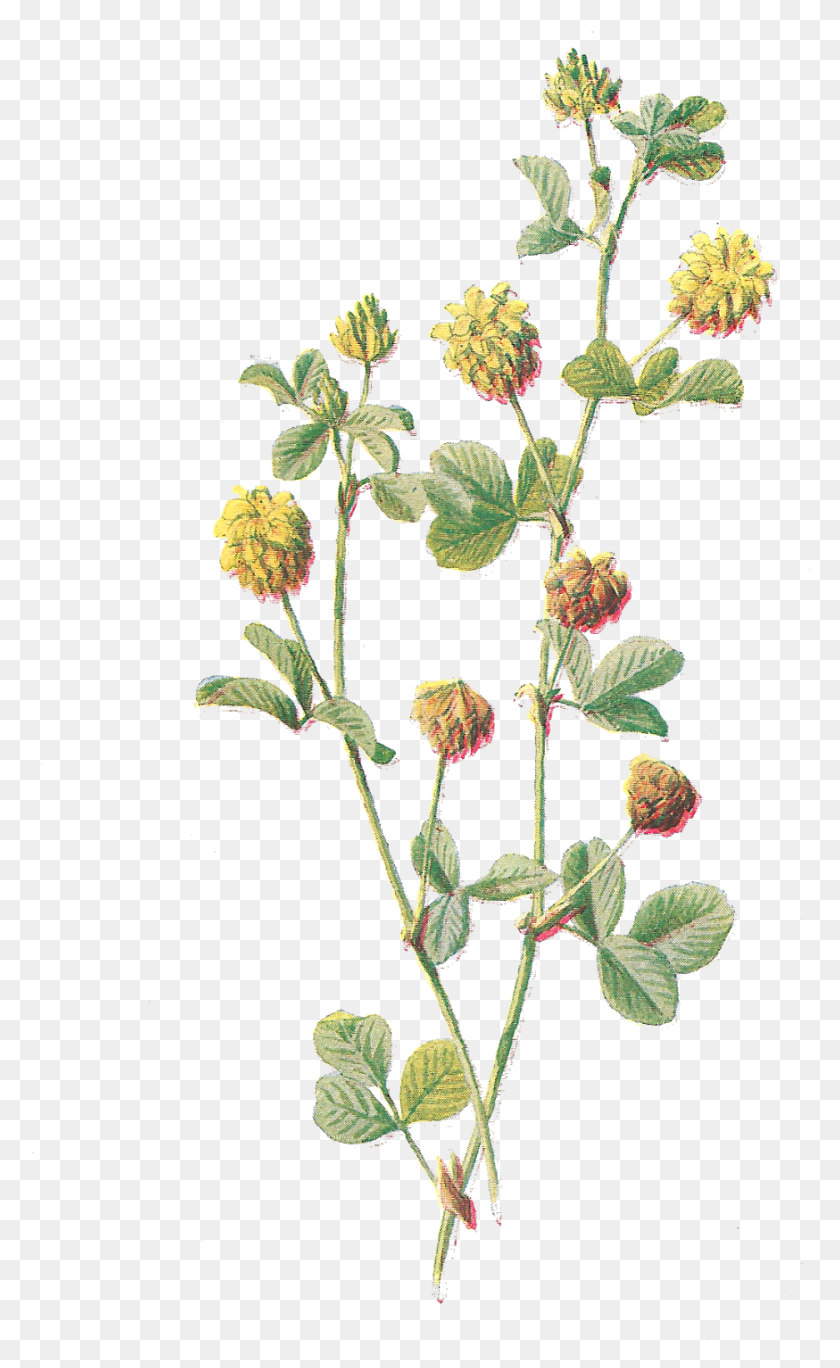 874x1466 Ботаническое Искусство, Трава, Растение, Amaranthaceae Hd Png Скачать