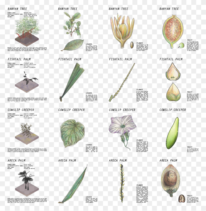 1540x1582 Ботанический Рисунок Травянистое Растение, Аксессуары, Аксессуар, Ювелирные Изделия Hd Png Скачать