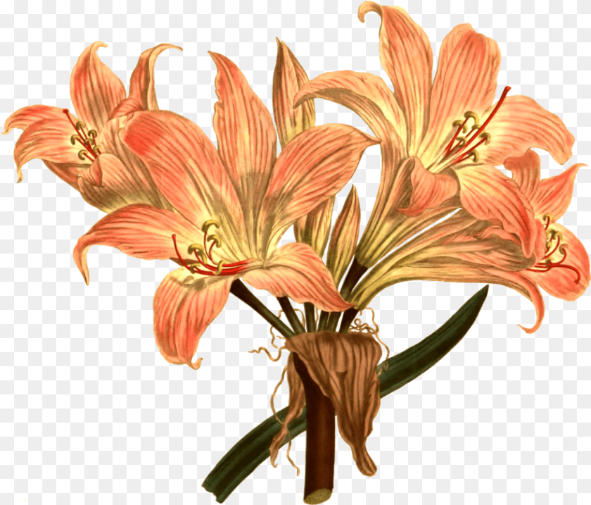 880x751 Botanical Illustration Botany Amaryllis Belladonna Line Drawing, Anther, Flower, Plant, Lily Sticker PNG