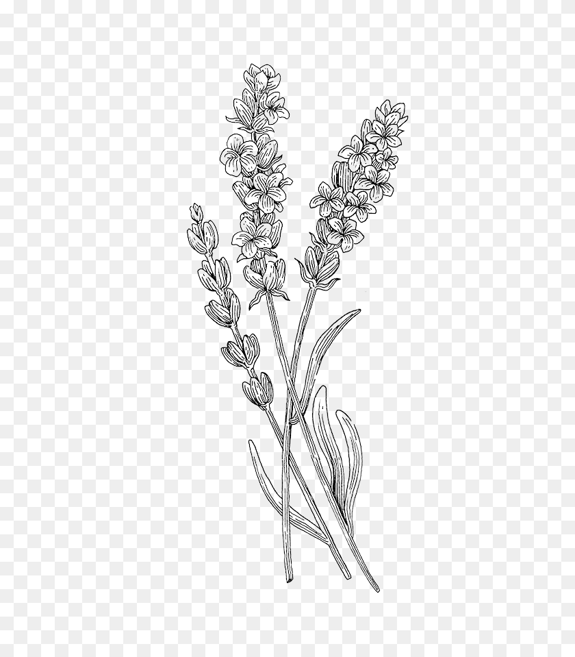 454x899 Botanical Illustration Botany Plant Transprent Monkshood, Grass, Lace HD PNG Download