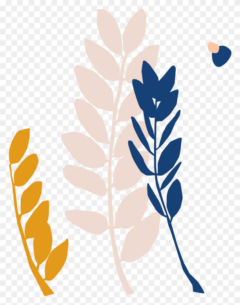 868x1121 Ботаническое Имя Иллюстрация, Лист, Растение, Цветок Hd Png Скачать