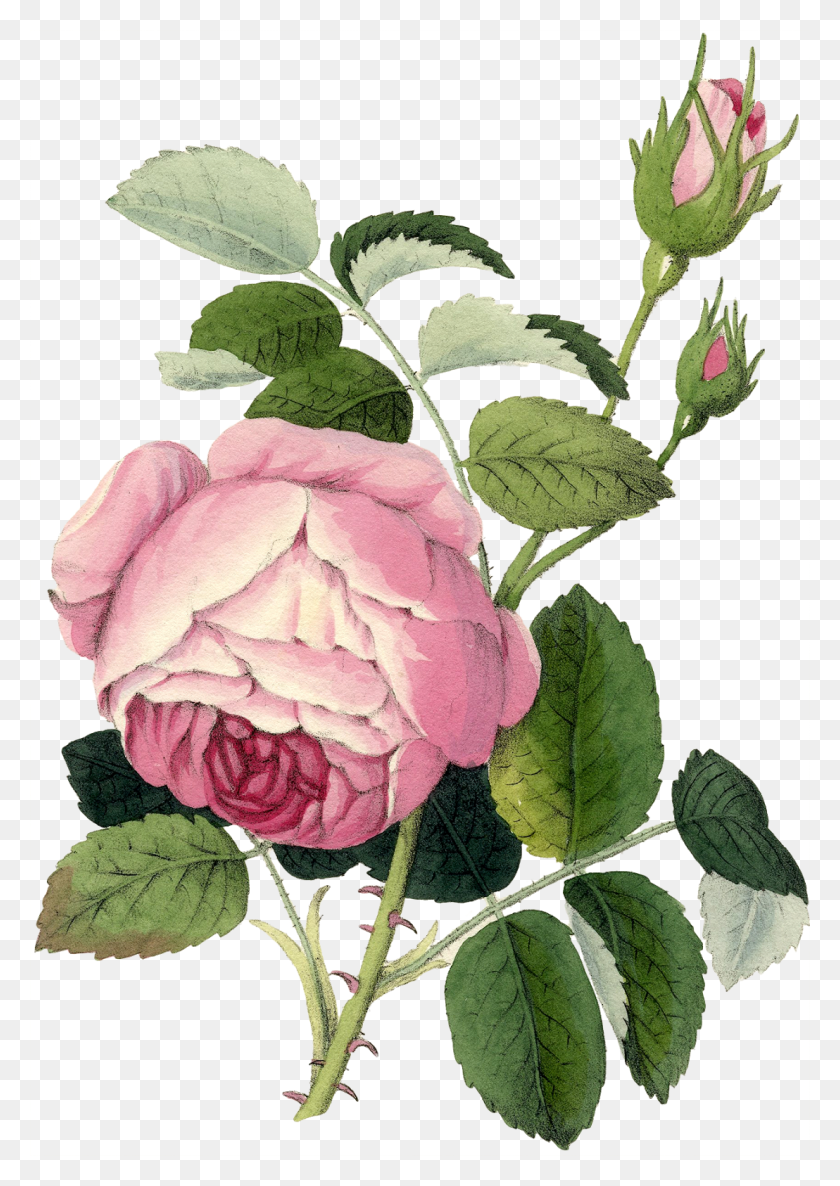 1108x1600 Botanical Rose Printable, Flower, Plant, Blossom HD PNG Download