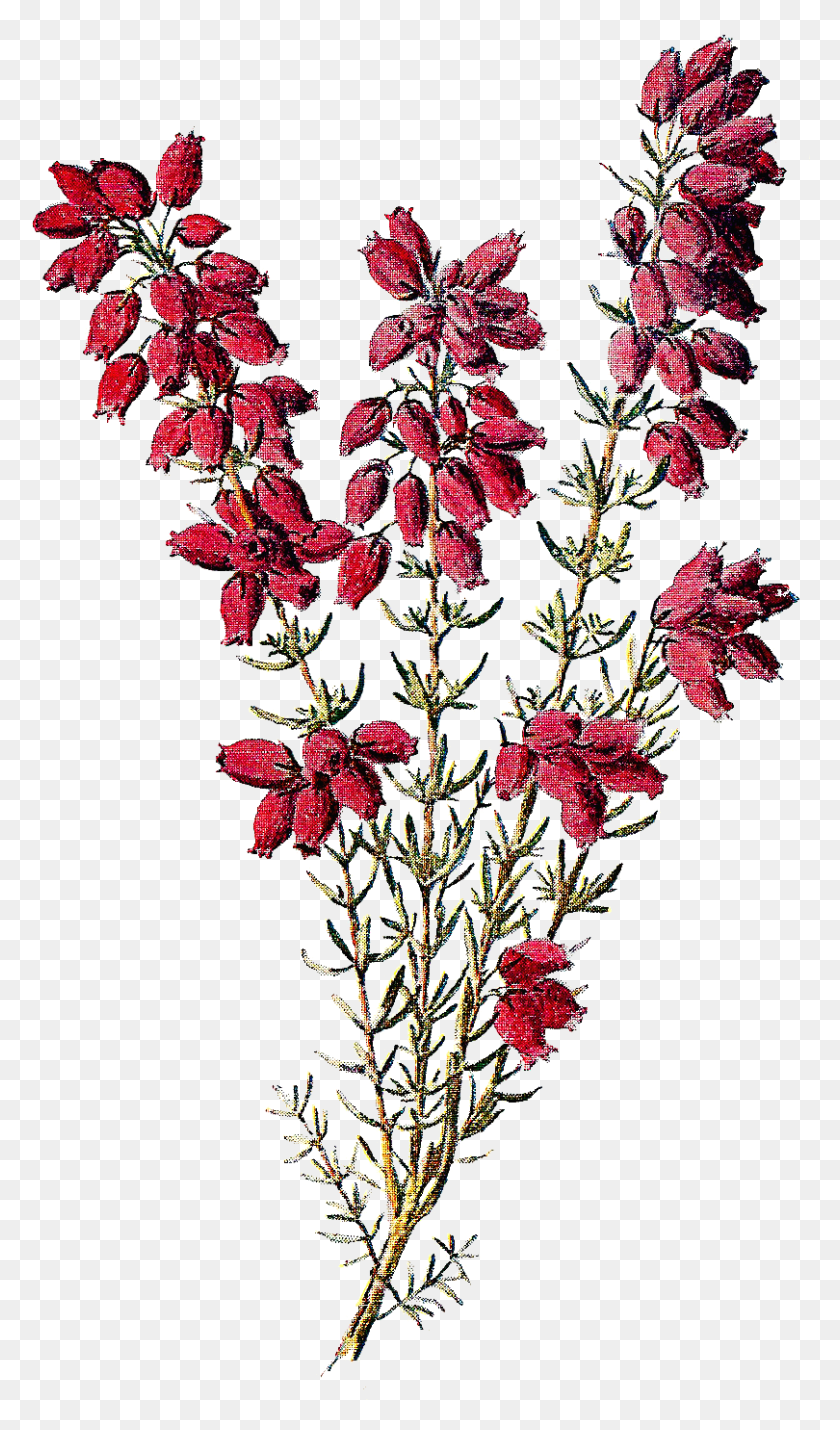 810x1423 Botanical Wildflower Image Heather Flowers Clip Art Erica Flower Tattoo, Plant, Blossom, Ornament HD PNG Download
