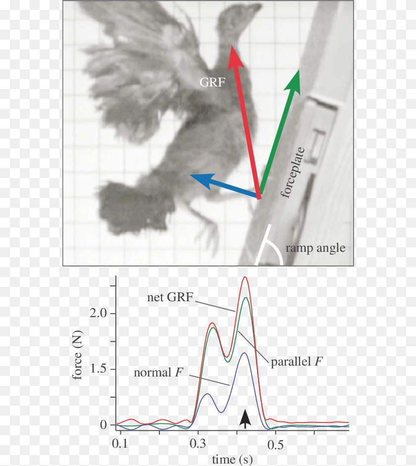 Bottom Panel Shows A Representative Force Trace From, Chart, Plot Clipart PNG