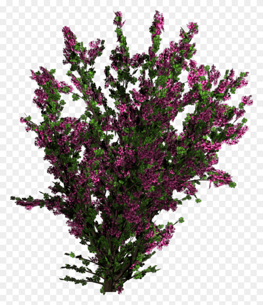 857x1003 Bougainvillea Flowers Tree Texture, Plant, Flower, Blossom HD PNG Download