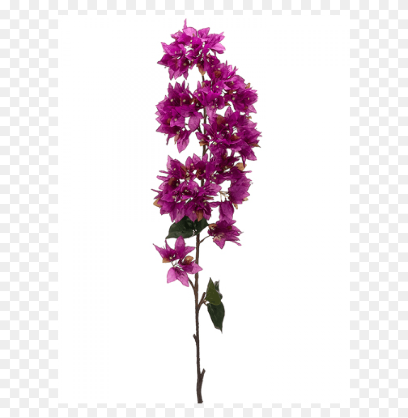 601x801 Bougainvillea Spray Orchid Artificial Flower, Plant, Blossom, Flower Arrangement HD PNG Download