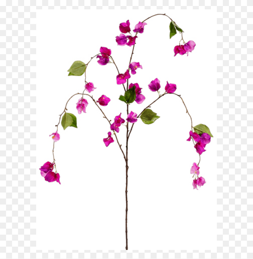 601x801 Bougainvillea Spray Purple Orchid Gilliflower, Plant, Flower, Blossom HD PNG Download
